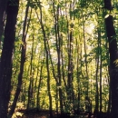 Tornolo-Bosco di faggio